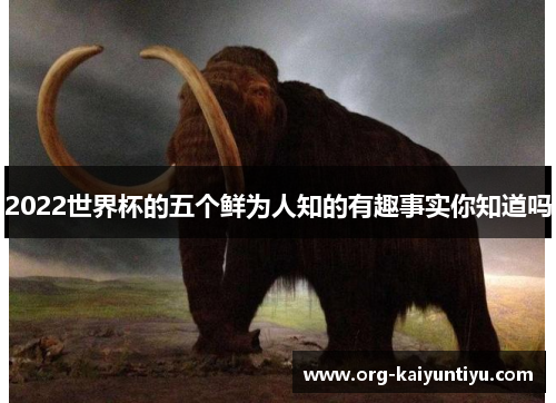 2022世界杯的五个鲜为人知的有趣事实你知道吗